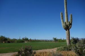 We Ko Pa (Saguaro) 7th Cactus