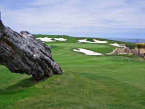 Cypress Point 16th Tree