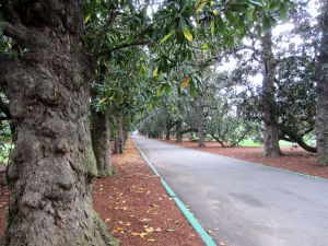 Augusta National Magnolia Lane