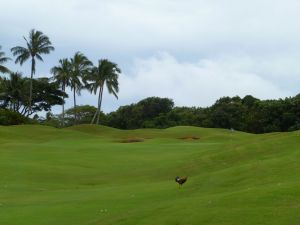 Kauai Lagoons 4th Rooster