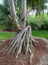 Kukuiula Tree