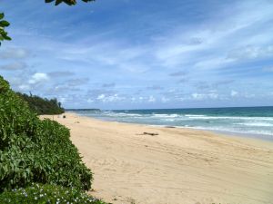 Wailua Bushes