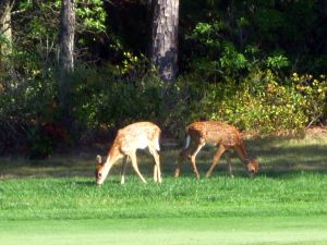 Hidden Creek Deer