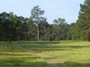 Pine Needles 16th