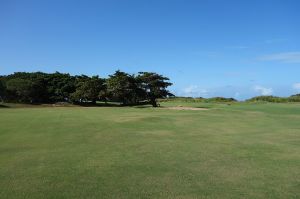 Royal Isabela 10th Trees