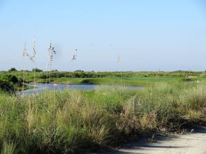 Kiawah Island (Ocean) 5h Bushes